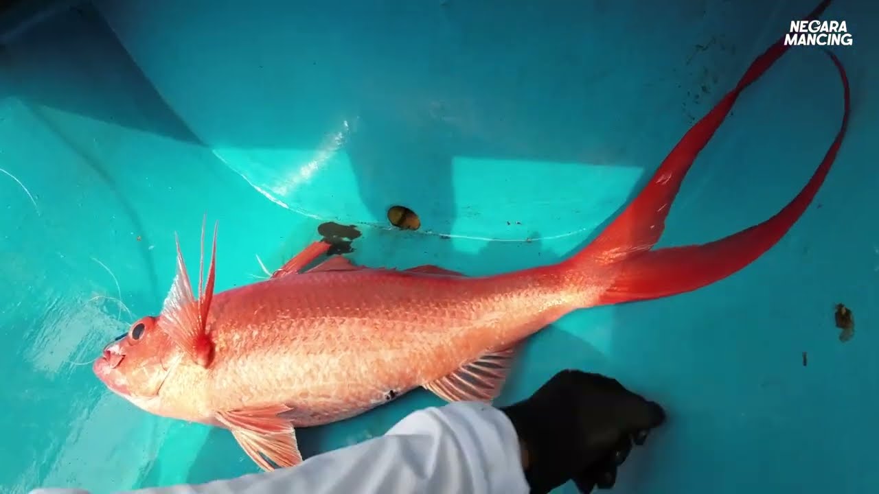 🎣Jackpot Long tail 9,4kg‼️ di Spot Mangrove Nusa Lembongan