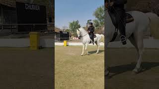Download Lagu Horse \u0026 cattle show Lahore|| Pha jilani park Lahore|| Tm stud farm Lahore|| Muneer Jutt official MP3 Download Lagu Horse \u0026 cattle show Lahore|| Pha jilani park Lahore|| Tm stud farm Lahore|| Muneer Jutt official MP3