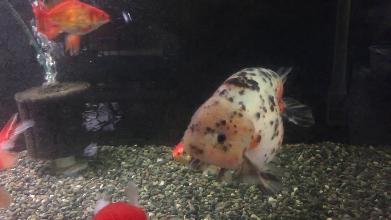 らんちゅう 桜錦 江戸錦 など Youtube