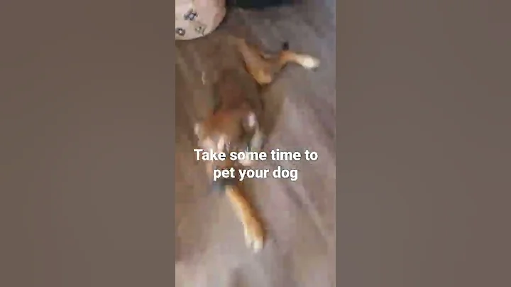 take some time to just pet your dog