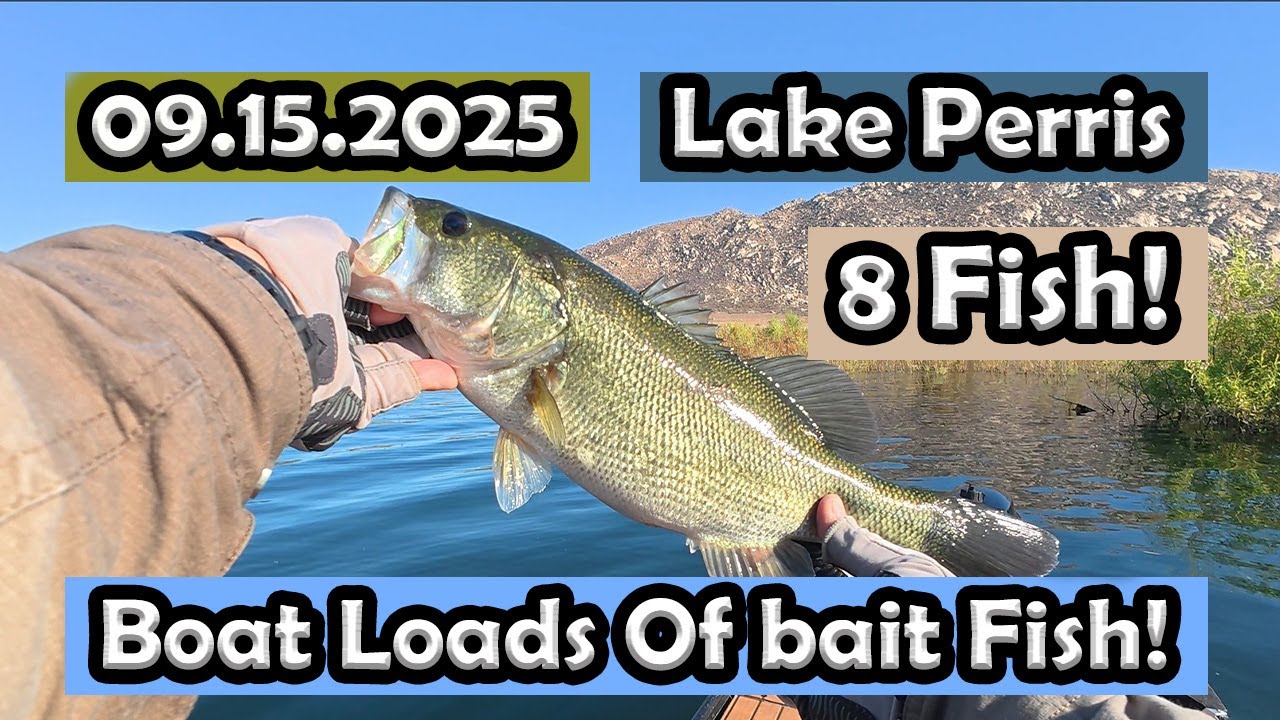 Lake Perris Bass Fishing: 8 fish at #lakeperris #zmanfishingproducts #lakeperrisfishing #bassfishing