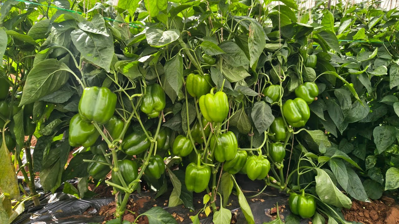 LHS- KARISHMA #laxmiinputs #kolartomatorates #vegetableprices #capsicum #vegetablefarming #viral  