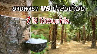 สวนยางพารา 1 ไร่ VS สวนปาล์ม 1 ไร่ ได้เงินกี่บาท เลือกอะไรดี ?