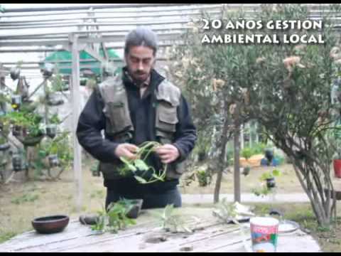 Video: Qué es una cataplasma: cómo hacer una cataplasma con hierbas del jardín