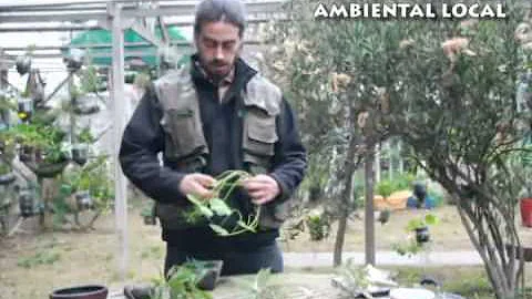 A cosa serve il cataplasma?