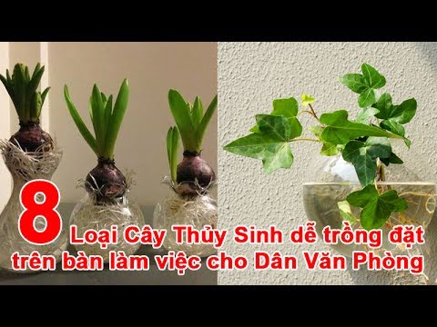 Video: Cây Thủy Tinh