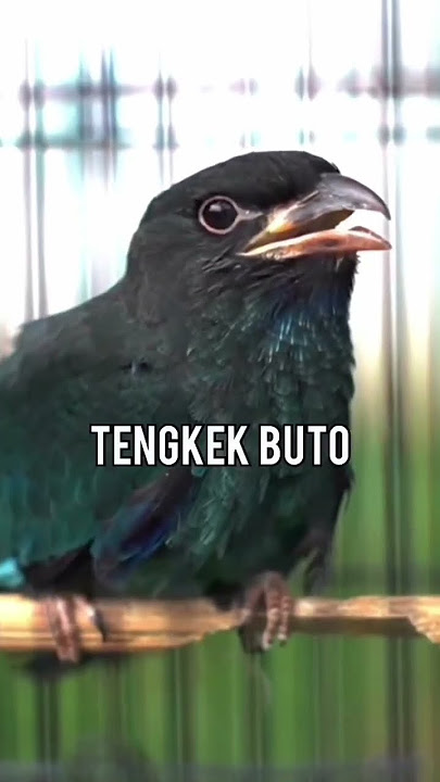 masteran cendet Yang di sukai juri #kicaumaniaindonesia #cendetgacor #masteranburung