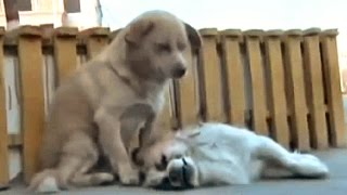 Sad Loyal Dog Crying. Mourns Dead Friend In The Street Killed In Tragic Road Accident - Love Story