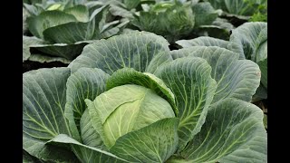 КАКУЮ КАПУСТУ ПОСАДИТЬ ЭТОЙ ВЕСНОЙ? КАКУЮ КАПУСТУ ПОСАДИТЬ ЭТОЙ ВЕСНОЙ?