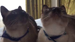 SIAMESE CATS CHANEL & CHERIE