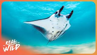 The Ocean's Invisible Hunter: Tracking Giant Manta Rays