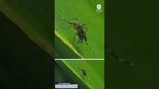 Why Google wants to release 32 million sterile mosquitoes