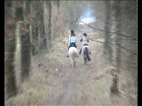 PONIES CROSSEN DOOR DE BOSSEN gallop Spirit