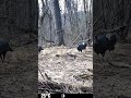 #turkey#deer#hunting #nature #shorts