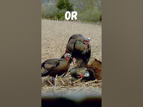 the-craziest-turkey-shots-ever-captured-on-film-shorts-hunting-archery-slowmotion