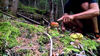 Kokken Henrik Boserup rejser i Østrig: Gasthof Steinberg og svampene  | Video Sommerferie