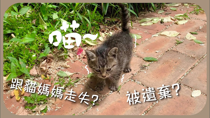 [韓國某一天]我竟然在路邊撿到隻幼貓…냥줍했습니다 - 天天要聞