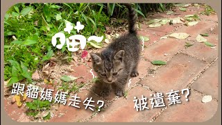 [韓國某一天]我竟然在路邊撿到隻幼貓…냥줍했습니다