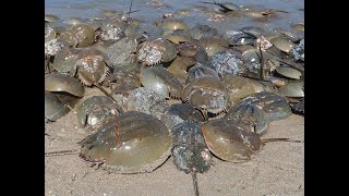 Thousands of breeding horseshoe crabs invade N.J. beaches