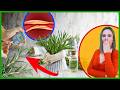 🟢 O PODER SECRETO DO ALECRIM: Mais que Tempero, um Remédio Natura 🌿🍵🧴