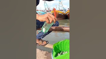 #shorts Câu 10kg cá đối chỉ dùng Chai nhựa và bột mì