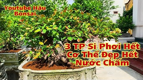 Thăm Nhà Vườn Đoàn Thái , Lai Nguyễn , Trung Kênh, Lương Tài 096 7611338 @Hậu Bonsai
