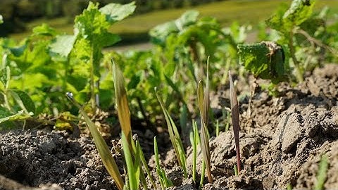 Oats OR Wheat OR Winter Rye For Best Whitetail Food Plot