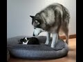 😺 Это моя кровать! 🐈 Смешное видео с котами и собаками для хорошего настроения! 😸