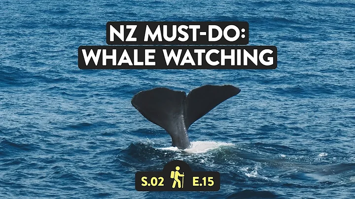 Whale Watching in Kaikoura, New Zealand! | Reveal New Zealand S2 E15 - DayDayNews