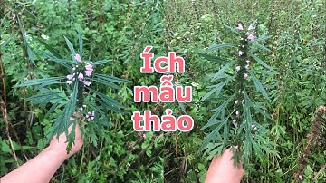 Cây ích mẫu vị thuốc hàng đầu cho phụ nữ sau sinh,rối loạn kinh Nguyệt