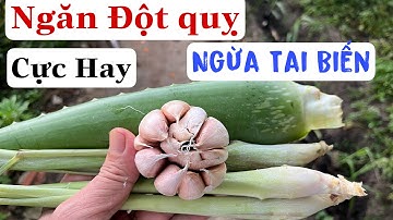 Bài thuốc Ngăn Đột quỵ | Ngừa Tai Biến và rất nhiều công dụng tuyệt vời. PHAN HẢI Channel