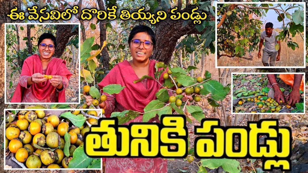 ఈ వేసవిలో దొరికే తియ్యని పండ్లు తునికి పండ్లు | Persimmon Fruit | Tuniki | Kendu Fruit | Tendu Fruit