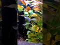 purple panda vs blue singa crossbreed #crossbreeding #guppy #guppyfish #