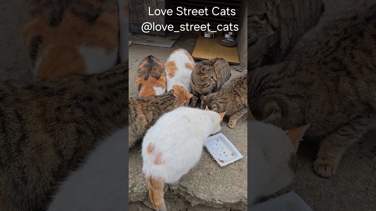 Helping Cats in Need Every Day 🐾♥️