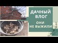 Работы в саду в апреле. Они не выжили😱Георгины в горшках