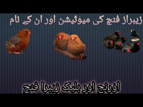 zebra Finch Mutation/Orange or Black Zebra Finch/Zebra Finch Mutation k ...