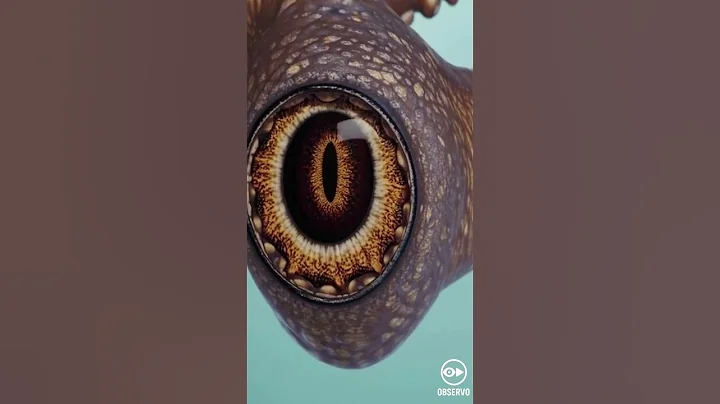 Why Octopuses Have 3 Hearts and 9 Brains 🐙 #shortsviral #Octopus #funfacts  #weirdfacts #animalfacts