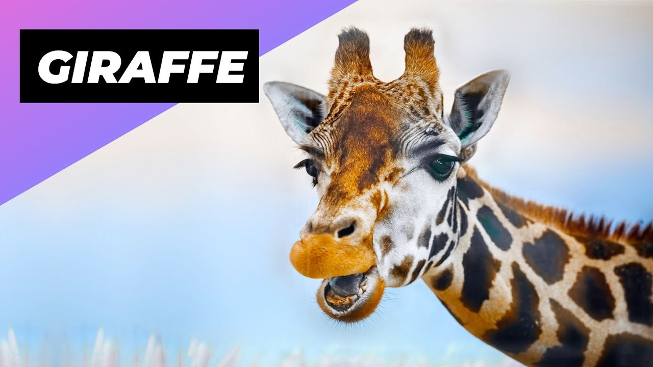 Giraffe 🦒 The Tallest Animal In The World #shorts - YouTube