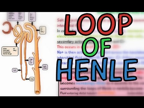 Vídeo: Diferença Entre O Loop Ascendente E Descendente De Henle