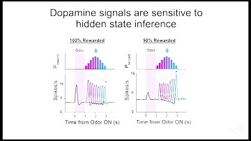 Cortical Inactivation Freezes Dopamine