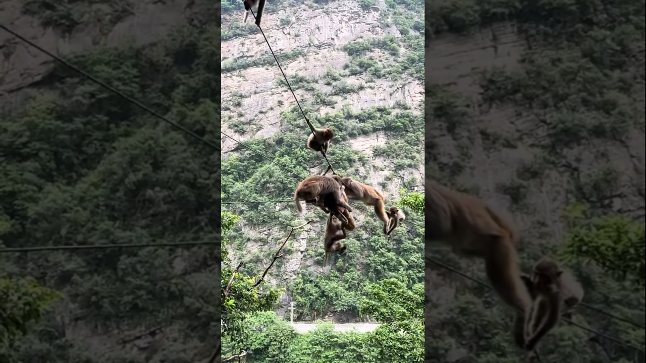 "Fearless Monkeys Swinging in the Air!  An Amazing Sight!"