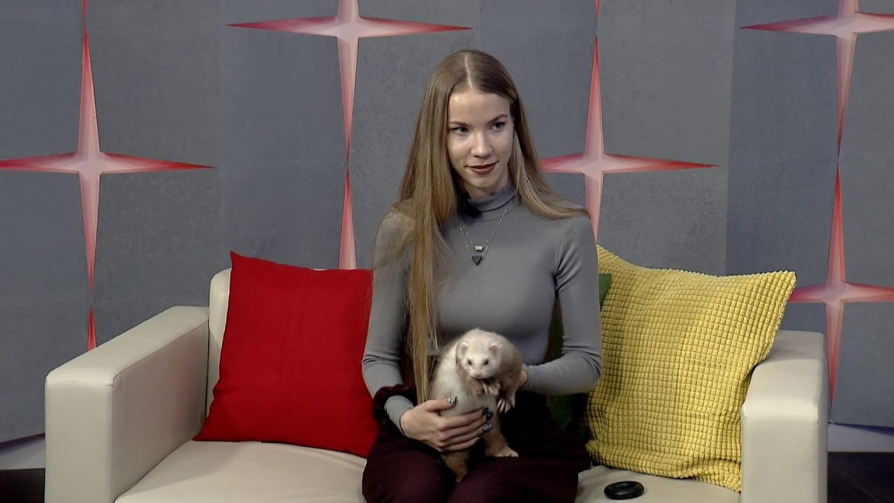 Хорёк: домашнее животное с характером и особыми привычками