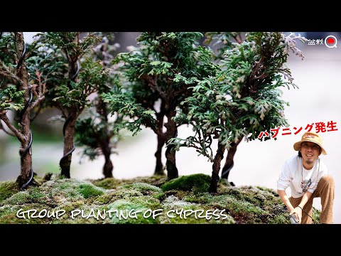 Group planting of cypress. Happening. [Bonsai Q] - YouTube