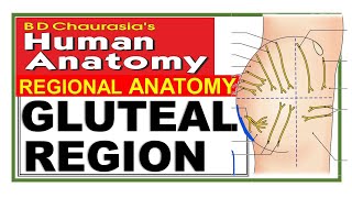 Chp5 | Gluteal Region | Lower Limb | BD Chaurasia | Dr Asif Lectures screenshot 5