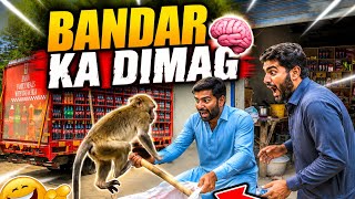Bandar ka Dimag