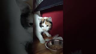 Rosies big breakthrough. 2-13-2021