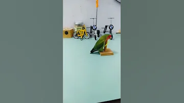شاهد مهارة العصفور الصغير Watch The Little Bird S Skill Bird Birds عصفور 