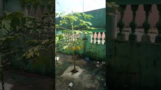 Árvores Frutíferas Que Não Afetem A Estrutura Da Casa