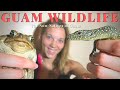 Guam Wildlife - Non-natives