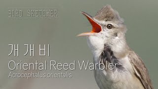 Oriental Reed Warbler 개개비